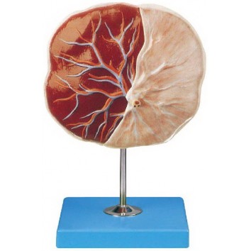PLACENTA MODEL (SOFT)